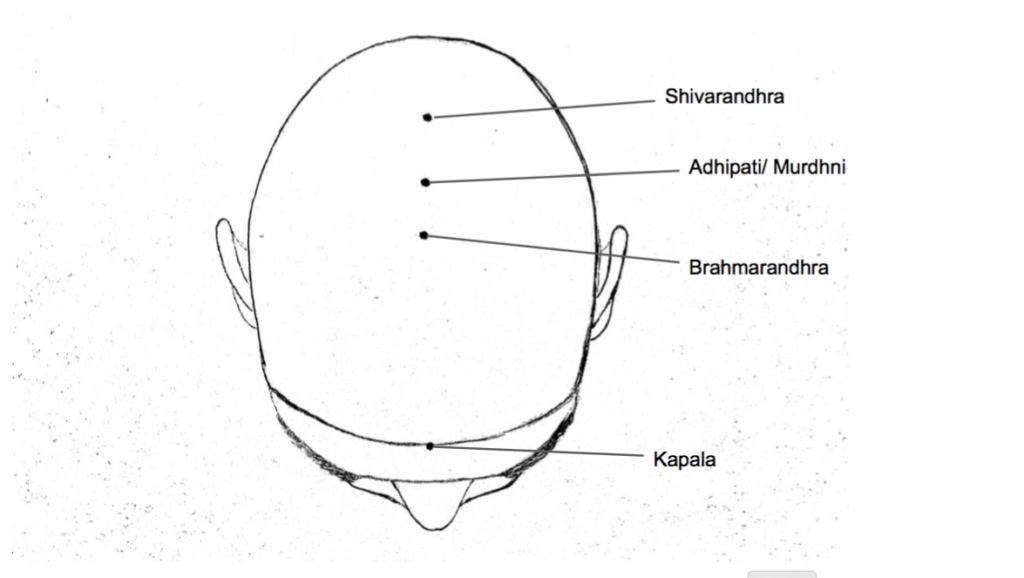 Pontos marma na cabeça para massagem - Blog Ayurvedana